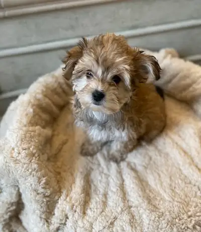 Morkie, View more
