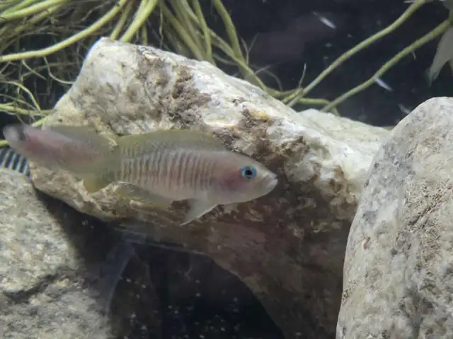 Rehoming Multies Shell Dweller Juveniles in Fish for Rehoming in Brantford - Image 3