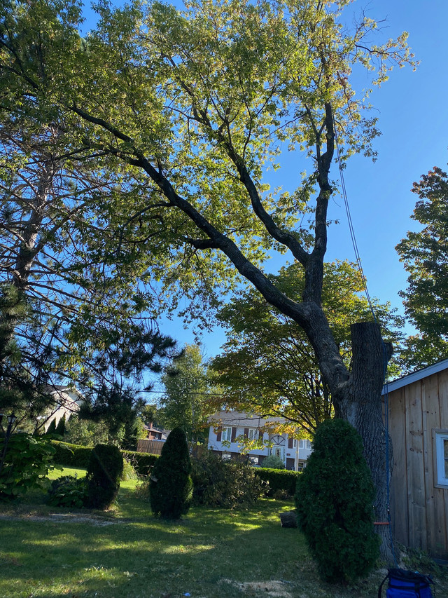 Experienced INSURED ARBORIST  in Lawn, Tree Maintenance & Eavestrough in North Bay