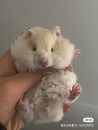 pedigree baby hamsters