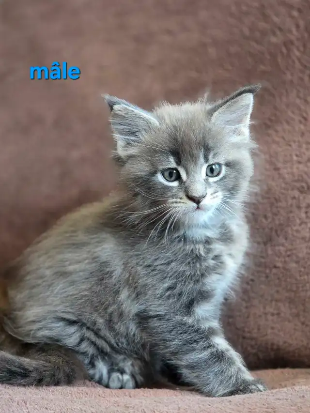 Maine coon chatons
