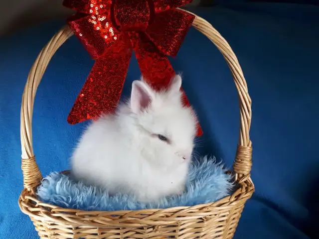 EXTRAORDINARY Baby Netherland dwarf & lionhead rabbits in Small Animals for Rehoming in Ottawa - Image 6