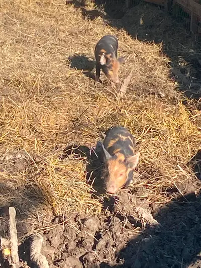 Sow is a mix of ossabaw, large black Berkshire and something else 300 Piglets are 2 litters Ossabaw...