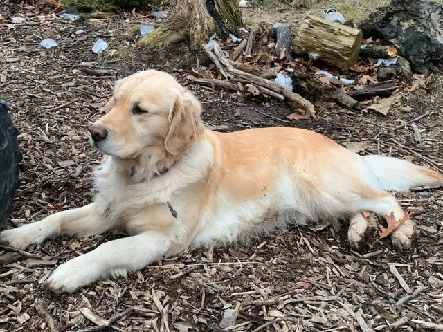 Purebred Golden Retriever puppies in Dogs & Puppies for Rehoming in Hamilton - Image 7