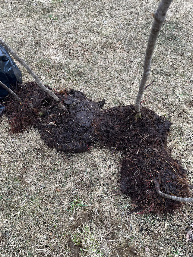 Nova Scotia Trees For Sale  in Plants, Fertilizer & Soil in Dartmouth