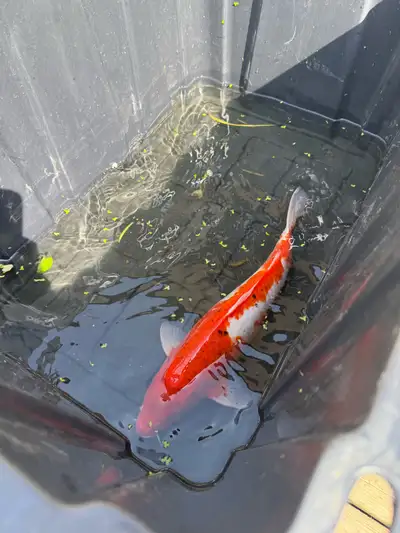 mature koi for sale, View more