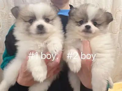 Two months old toy size Pomeranian puppies Located Scarborough Text 647-857-0120 2 boys from tri Col...