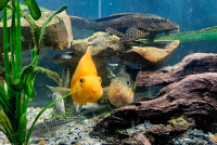 Parrot Cichlids, Sailfin Pleco, and catfish 