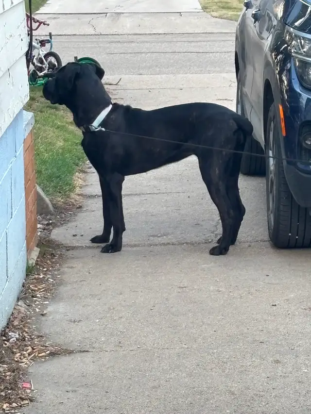 Cane corso English mastiff in Dogs & Puppies for Rehoming in Saskatoon - Image 4
