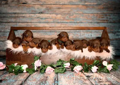 Registered Doberman puppies *** Serious inquiries only*** price is non-negotiable.**** We take pride...