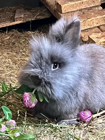 petit bébés  lapins angora , View more