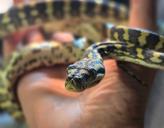 Jungle Carpet python  in Reptiles & Amphibians for Rehoming in Barrie