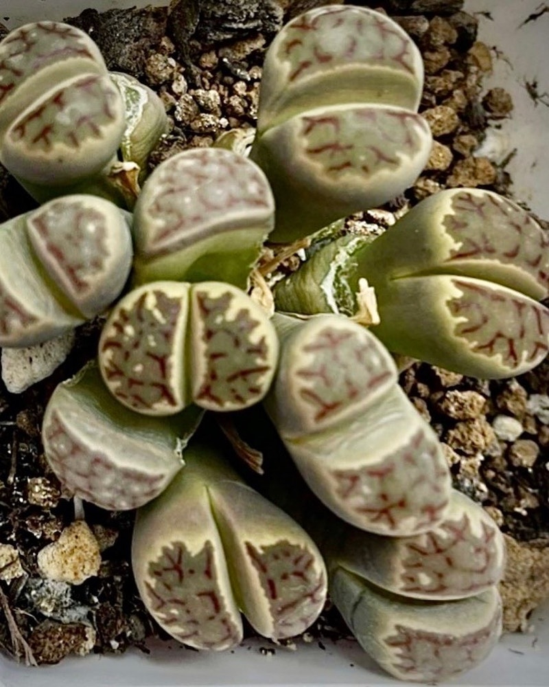 These stunning multihead lithops clusters Plants, Fertilizer & Soil