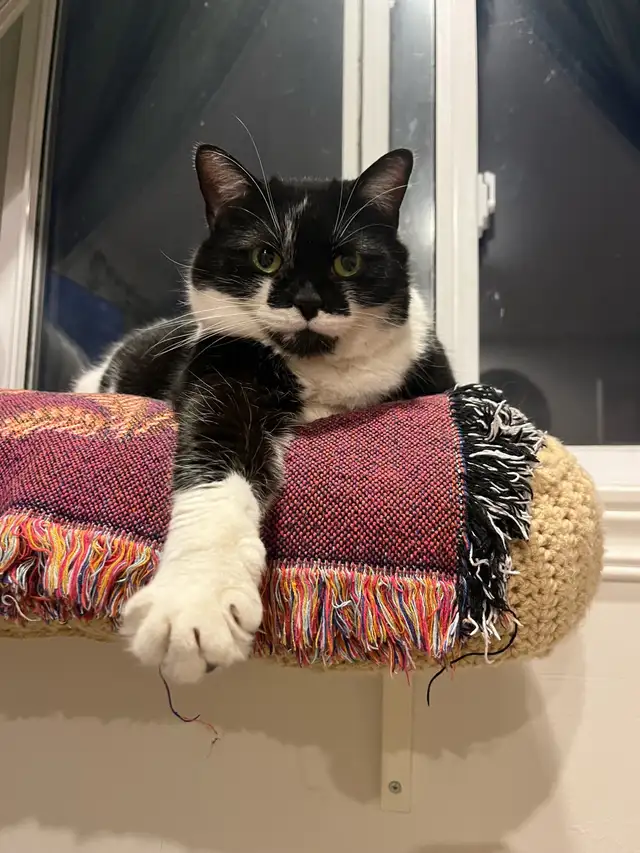 Chatte de 3 ans  in Cats & Kittens for Rehoming in Saint-Jean-sur-Richelieu - Image 6