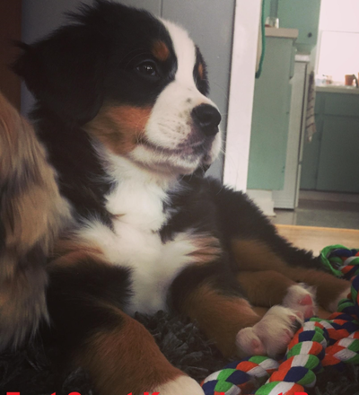 SUMMER...Bernese Mountain Dogs, View more