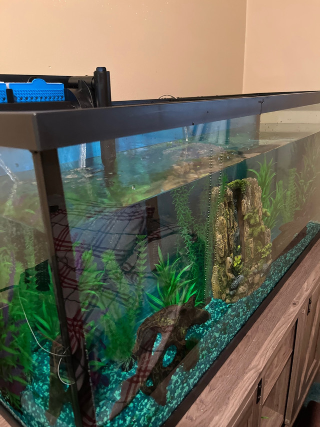 55 gallon fish tank new  in Fish for Rehoming in Leamington
