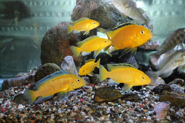 ELECTRIC YELLOW adults in Fish for Rehoming in Winnipeg - Image 3