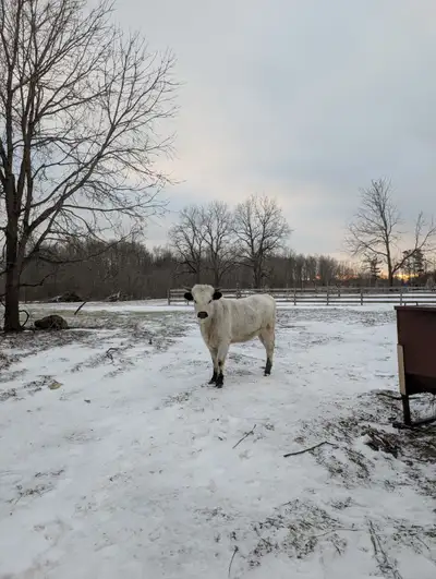 Speckle Park / Longhorn Cross – Born Jan 2, 2025, View more