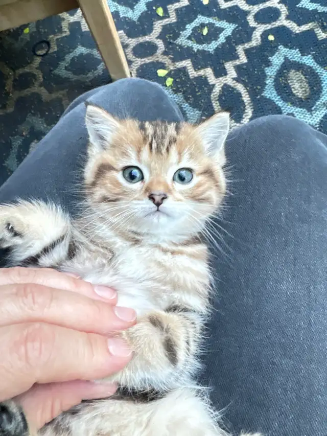 Kittens 9 weeks old  in Cats & Kittens for Rehoming in Oakville / Halton Region - Image 5