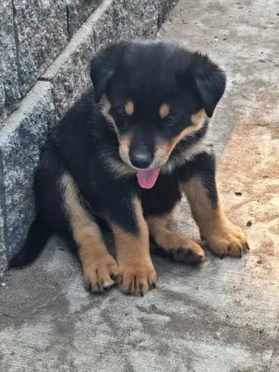 Rottsky puppies, View more
