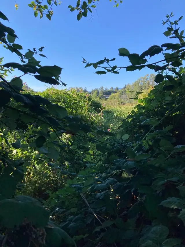 Stargaze In Burnaby Mountain543429491793612805