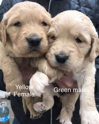Purebred golden retriever puppies- red or blonde