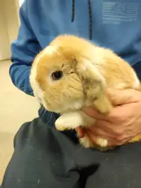 Bébés lapins béliers hollandais nains * baby Hollanx lop bunny