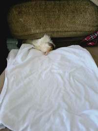 Female & Male guinea pig