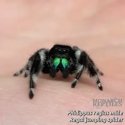 JUMPING SPIDER / P.REGIUS, View more