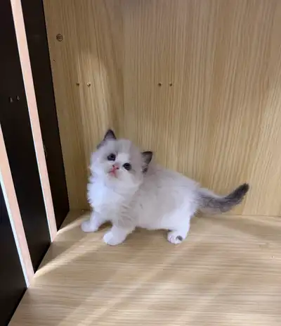 Ragdoll Kittens Looking for Loving Homes – Toronto, View more