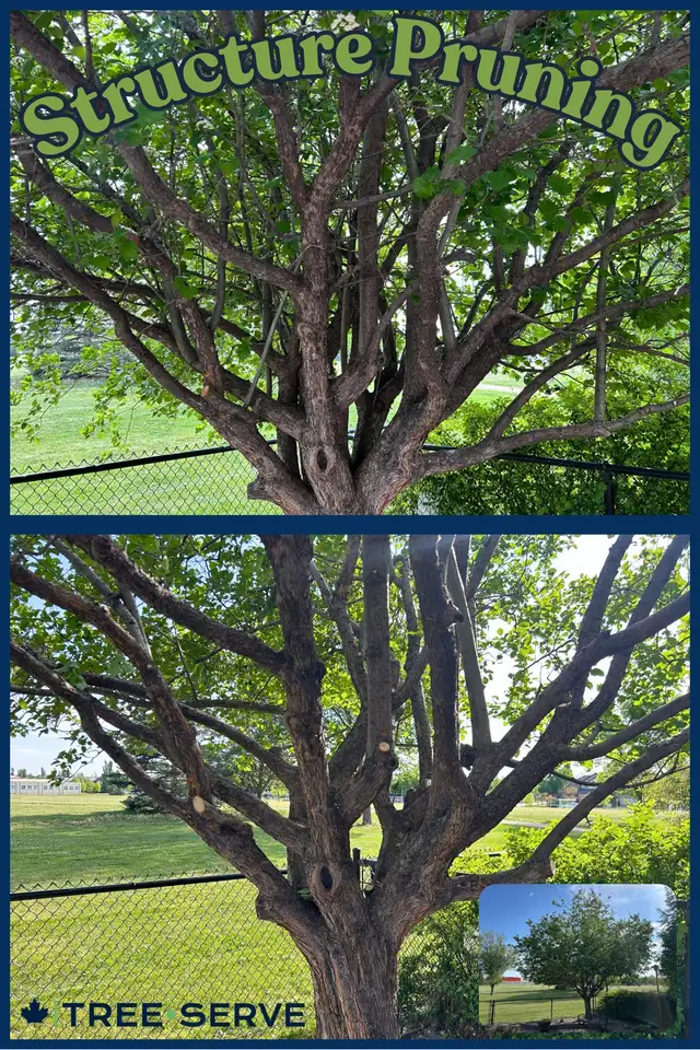 Tree Pruning & Removal - Tree•Serve62866659920257123