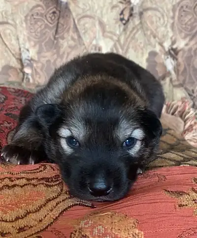 TAMASKAN PUPS (Ultimate Shepsky), View more