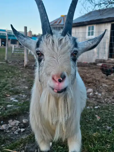 Edited*** dropped price to 200 OBO! My does are kidding, I need him gone! Chester is an intact Niger...