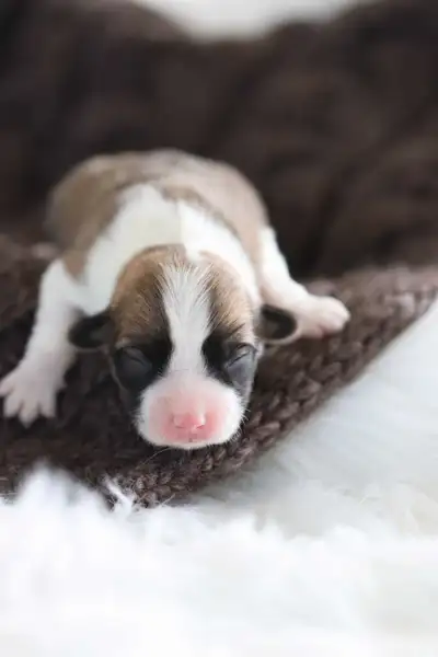 Pembroke Welsh Corgi puppies, View more