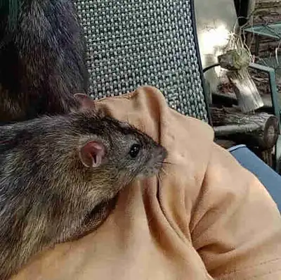 Lovely Male pet rats free for adoption!, View more