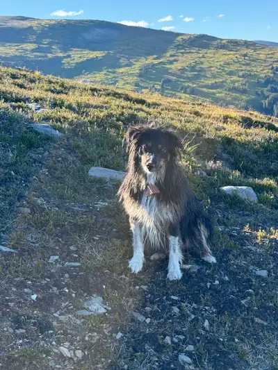 3 year old female Australian Shepherd, spayed, all shots up to date. She is approximately 40 lbs and...