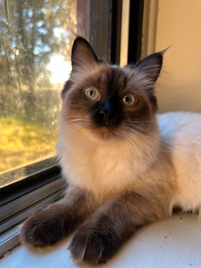 Ragdoll Cats in Cats & Kittens for Rehoming in Fredericton