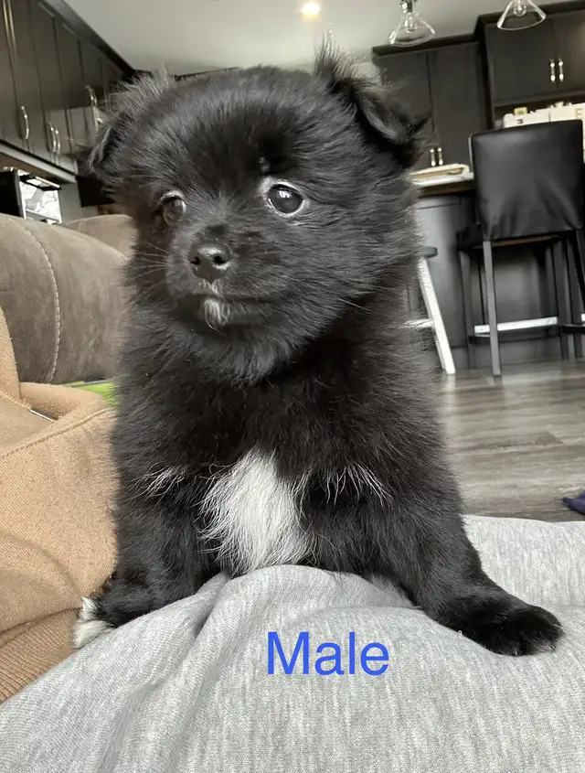Pomchi puppies in Dogs & Puppies for Rehoming in Winnipeg - Image 5