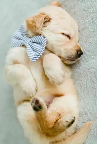 Golden Retriever Puppies, Family & Therapy Dogs, 1 pup ready now, View more