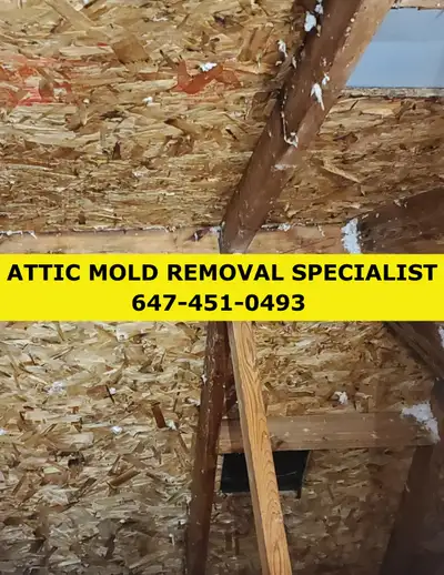 ATTIC MOLD REMOVAL SPECIALIST  $500, (647-451-0493), View more