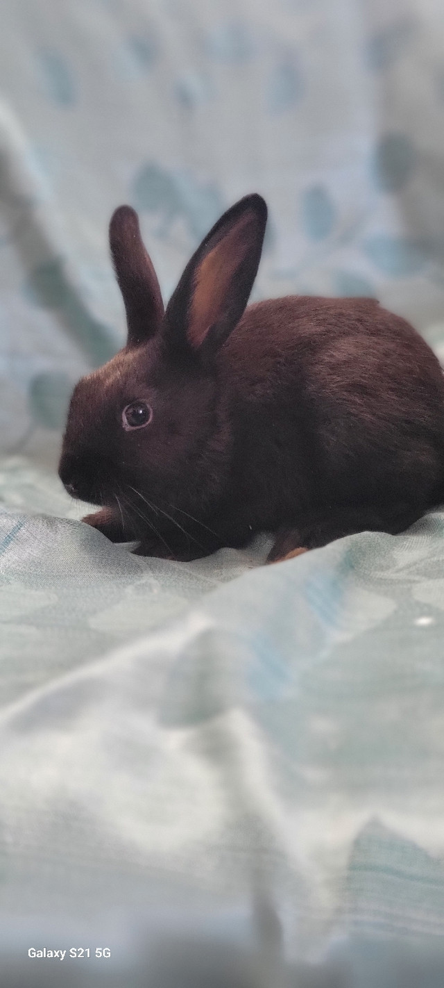 Geant des flandre x mini rex dans Animaux de ferme  à Ouest de l’Île