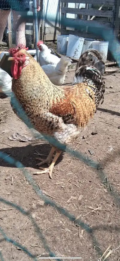 roosters all different ages. all off heat and doing their jobs, View more