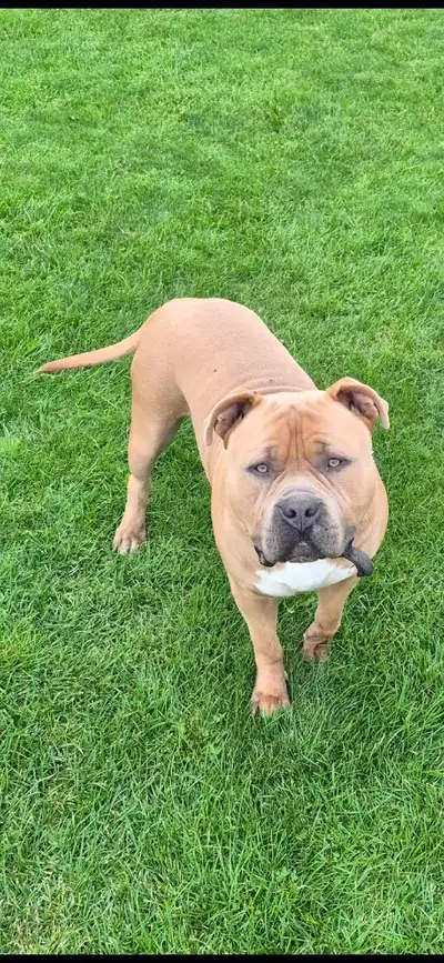 Rottweiler crossed with American bulldog , View more