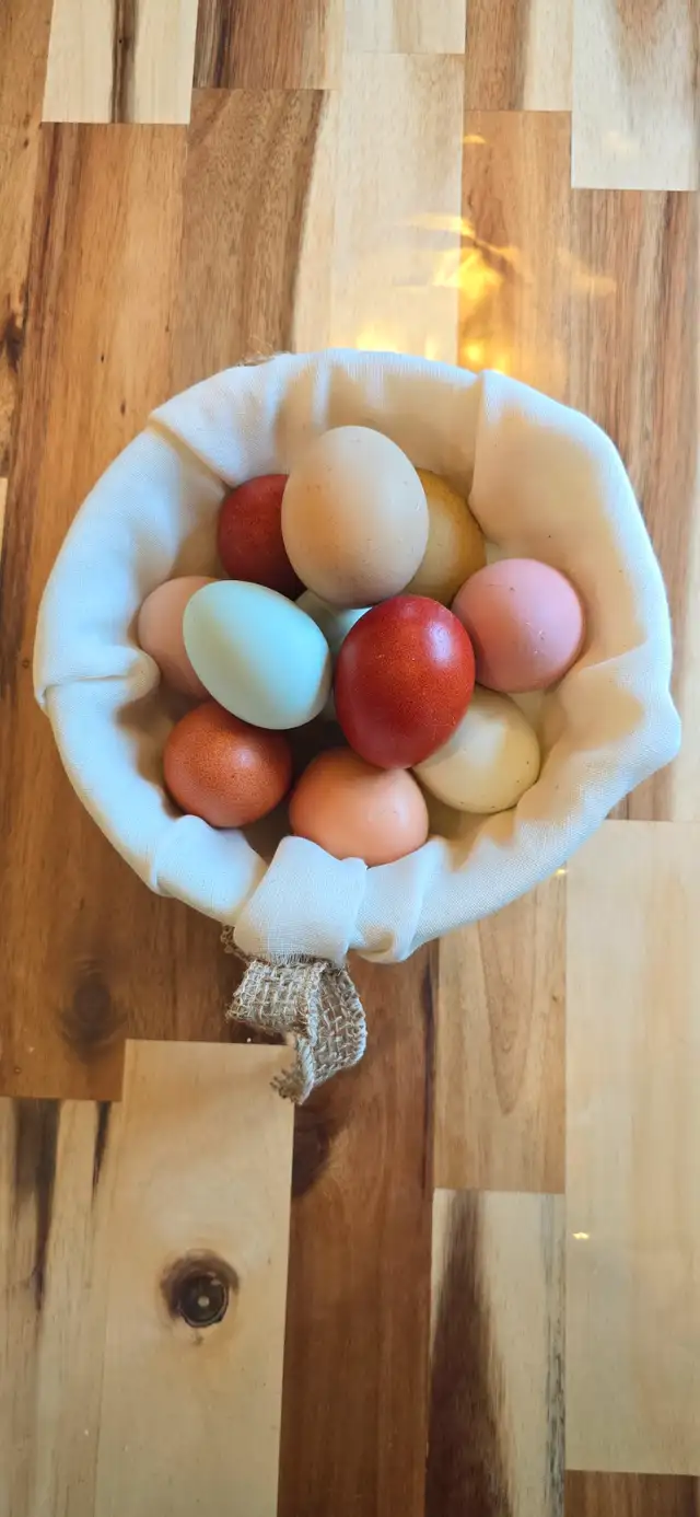 Fertilized eggs in Livestock in Cranbrook - Image 2