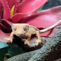 Gecko à Crête Harlequin Juvénile