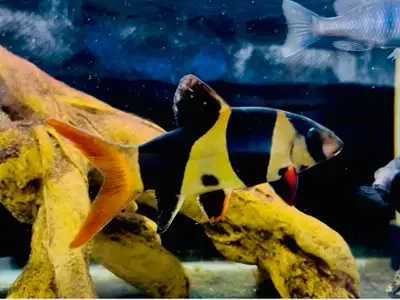 Big Clown loach aquarium Fish, View more