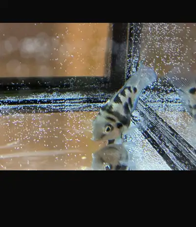 Free- Polar Blue  Cichlid, View more