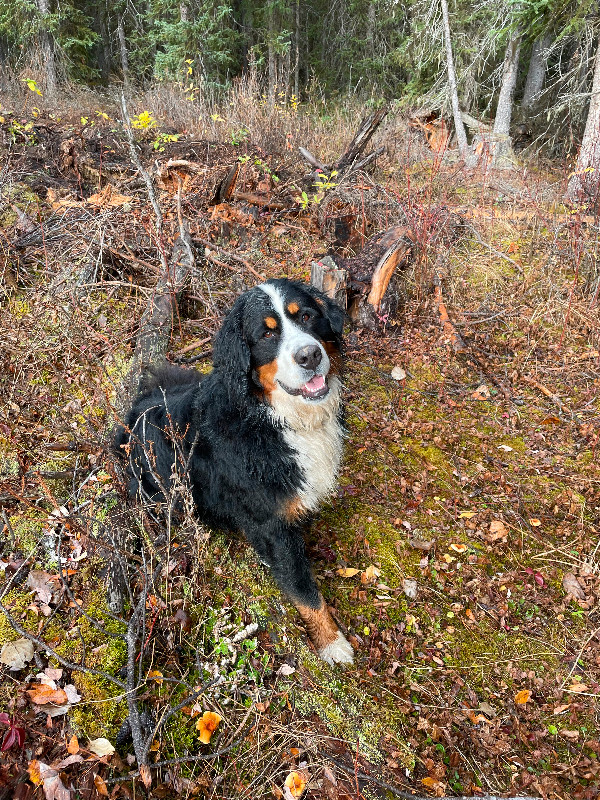 LOST BERNESE MTN DOG in Lost & Found in Smithers - Image 4