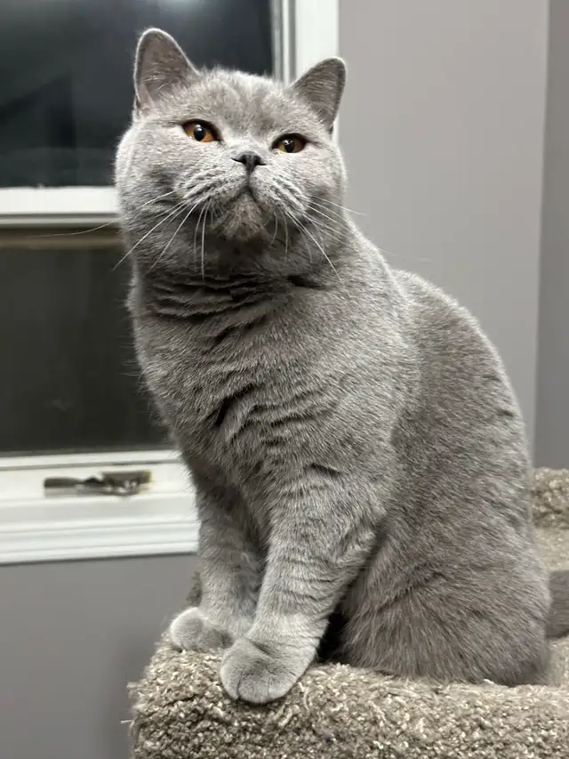 Registered British Shorthair