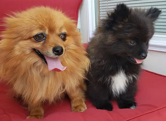 pomeranian male puppy  in Dogs & Puppies for Rehoming in Winnipeg - Image 6
